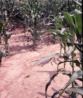 Corn in field with red flag