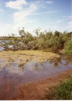 1987 Craig Murguia Pond