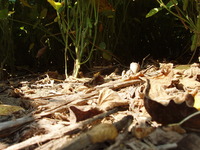 2007 Woodchip residue in fields