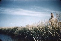 Reeds canary grass.