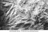 Slab of limestone from the Middle Devonian with long winged variety of Spirifer Mucronatus con of natural size, late 1890s or early 1900s