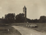 Sheep on central campus, 1905