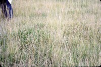 Side-oat grass in the DeSoto Bend.