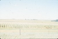 Ken Carney farm before terrace construction in the fall of 1985.