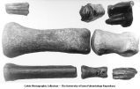 Pleistocene Fauna, Neo-hipparion foot bone, camel foot bones and a camel tooth, late 1890s or early 1900s