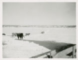 Cattle grazing in snowy field