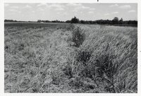 1976 Rural Scenes Photos by the Des Moines County Soil Conservation District