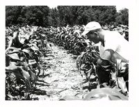 Stuart Morehead farm 