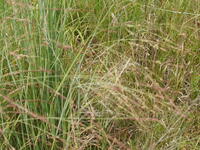 2007 Jack Strawhacker photos of grasses