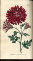 Indian Chrysanthemum