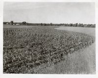 Photograph Collection Of Cropland  