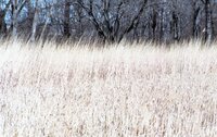 Tall grass
