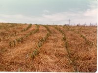 Field of Slot-Planted Corn 