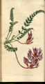 Montpelier Milk-vetch, Milk Vetch
