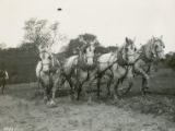 Draft horses, 1930