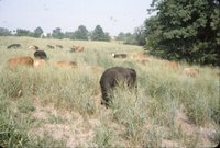 Cows in grassy field