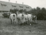 Four draft horses and barn, 1930