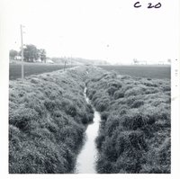 Cut creek channel embankment stabilized with Reeds canary grass on Stuart Wilson farm, 1969