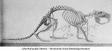 Pleistocene Fauna, Castoroides ohioensis, Earlham, Iowa, late 1890s or early 1900s