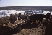 Cattle in a feedlot in winter.