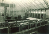 Man working in the Botany plant house, The University of Iowa, 1930s