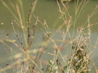 2007 Jack Strawhacker photos of grasses