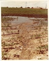 1970s? Flooded fields