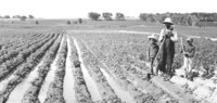 Early Farmers_Exhibit 