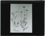 Erigeron strigosus (Daisy)