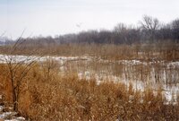 1998  Wetlands Preserved on Wilma Groe's property