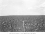 Iowan topography in northwest Iowa, Liberty Township, Iowa, 1925