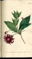 Red-flowered Illicium, Aniseed-tree, Purple Anise, Anise Tree