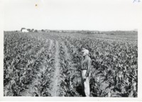 Bausch farm, 1961