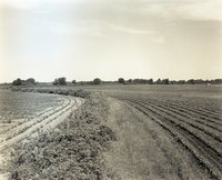 Bean Field with Grass and Shrubs