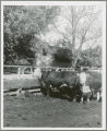 Agricultural Experiment Station cattle