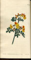Scorpion Senna, Crown Vetch, Scorpion Senna