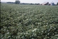 Cropland 