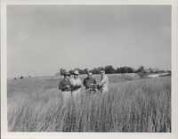 Native grass on Richard Johnson's farm.