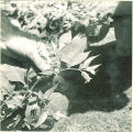 Medicinal plant in a greenhouse, The University of Iowa, July 1941