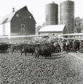 Cattle and  Cattle Barn, 1963