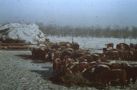 Feeding cattle hay in the winter.