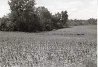 Spindly corn in field
