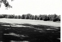 Expanse of evergreens