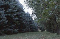 Windbreak on the Luetkeman farmstead.
