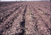 No-Till corn