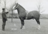 Clydesdale draft horse stallion, "Refiner"