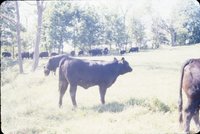 Slide Collection Of Agricultural Land And Cattle 