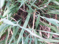 2007 Jack Strawhacker photos of grasses