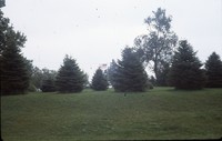 Windbreak on John Coburn's farm.