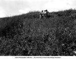 Frank Leverett, George F. Kay, and Paul MacClintock in the field, Lime Springs, Iowa, July 4, 1925